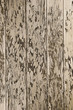 Photo: peeling paint on wood texture peeling paint on wood texture
