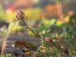 Schwarzkümmel Pflanze (Nigella sativa)