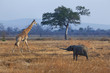 Photo: Elephant and giraffe Elephant and giraffe