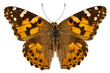Butterfly species Vanessa cardui "Painted Lady"