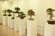 Exposición de Bonsais
