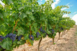 Grapes in a vineyard, La Rioja (Spain)