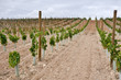 Viñedos en La Rioja (España)