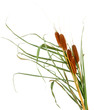 reeds, isolated on white