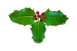 Sprig of holly with berries, isolated on white