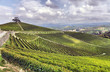 panorama of vineyards
