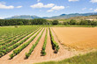 Landscape with vineyards at La Rioja (Spain)