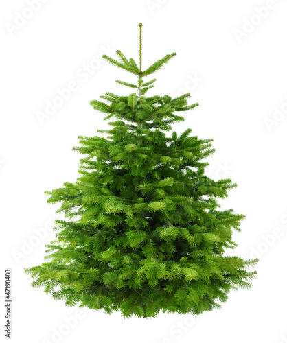 Photo: Perfekter dichter Tannenbaum isoliert ohne Schatten Perfekter dichter Tannenbaum isoliert ohne Schatten
