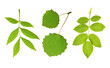 Collection leaves