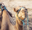 Arabian camel or Dromedary also called a one-humped camel in the