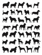 Popular dog breeds