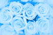 Foto: hellblaue Rosen... hellblaue Rosen...