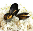 Mussels