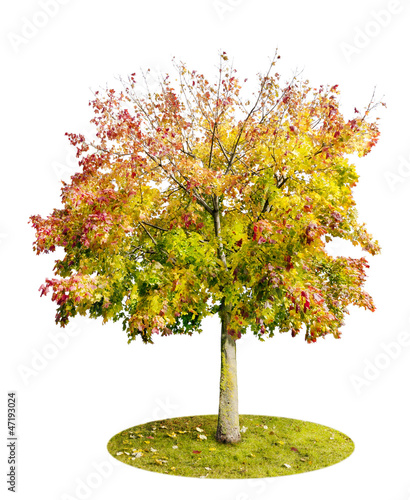 Photo: The lonely isolated autumn Maple tree The lonely isolated autumn Maple tree