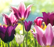 Spring beauties