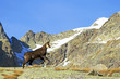 Photo: chamois chamois