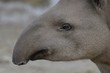 Tapiro