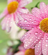 Beautiful flowers after the rain