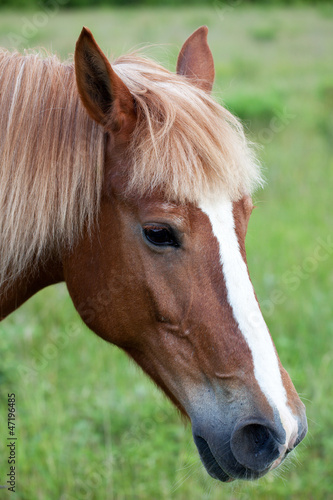 Photo: Red horse's head Red horse's head