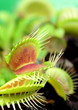 Carnivorous plant, Venus flytrap ( Dionaea muscipula ),