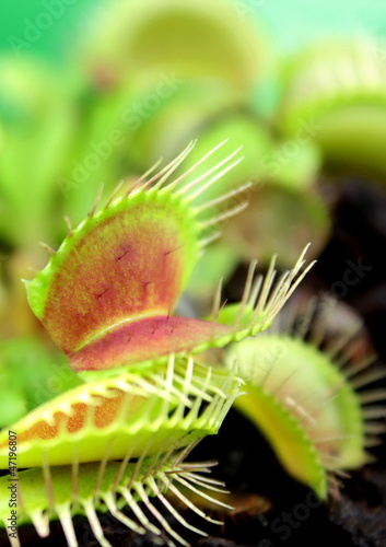 Photo: Carnivorous plant, Venus flytrap ( Dionaea muscipula ), Carnivorous plant, Venus flytrap ( Dionaea muscipula ),