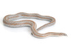 Photo: Rosy Boa Snake with Tongue Out Rosy Boa Snake with Tongue Out