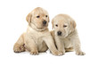 Labrador Retriever puppies