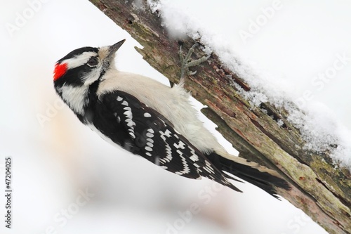 Photo: Downy Woodpecker (picoides pubescens) Downy Woodpecker (picoides pubescens)