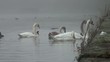 Swans swim in the water channel and collect food