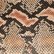Snake skin background