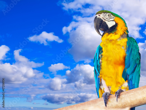 Photo: Macaw against sky Macaw against sky