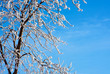 Photo: Frosty tree and blue sky Frosty tree and blue sky