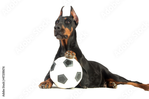 Photo: Great doberman dog with ball on white background Great doberman dog with ball on white background