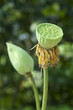 Seed Pod of Lotus Flower