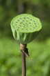 Seed Pod of Lotus Flower