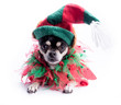 Foto: Santa's Little Helper Elf Dog Santa's Little Helper Elf Dog