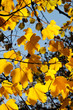 Autumn leaves