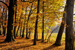 Autumn in forest