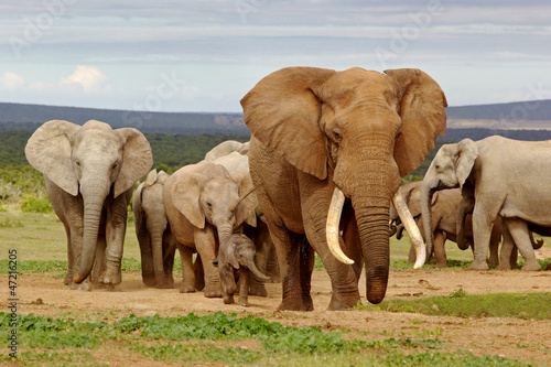 Fototapeta Elephant Herd