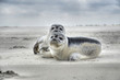 Foto: Seehund Seehund