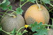 Melons