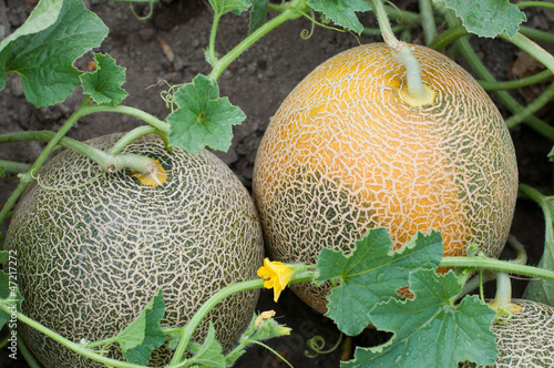 Photo: Melons Melons