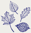 Collection autumn leaves. Doodle style