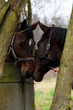 Foto: purebred horses closeup in sunset. small depth of field purebred horses closeup in sunset. small depth of field