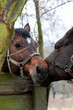 Foto: Two horses Two horses