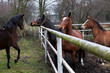 Foto: purebred horses closeup in sunset. small depth of field purebred horses closeup in sunset. small depth of field