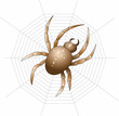 vector spider