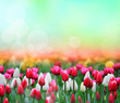 Floral background