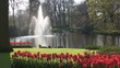 Red tulips and Fountain