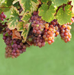 feine Auslese